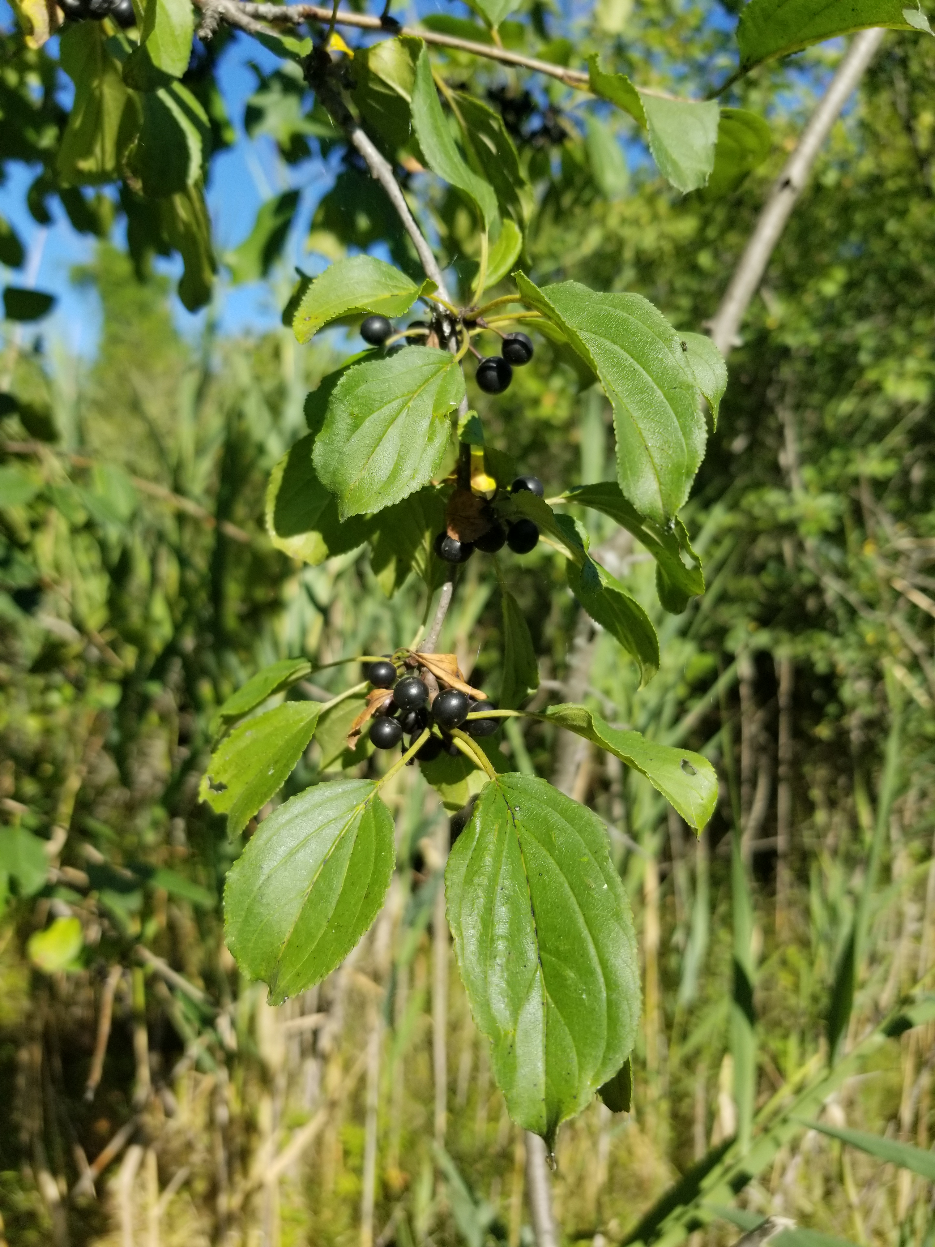 Common buckthorn leaves and fruit
